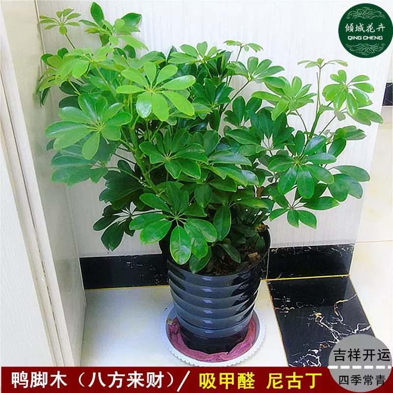 1、招財的盆栽植物有哪些:旺財的植物有哪些