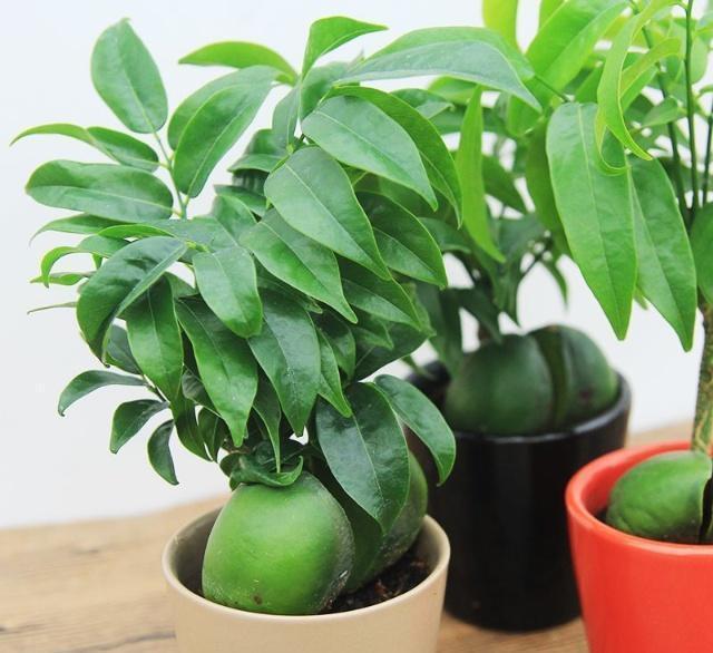 1、寓意招財的植物:能帶來好運的植物