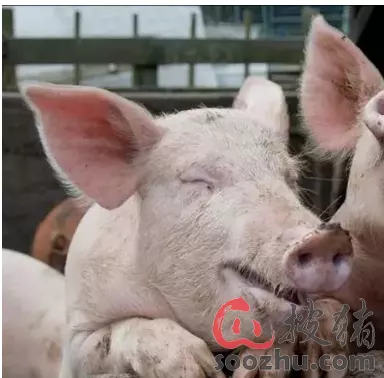 六衝最嚴重的一組馬豬：六衝婚姻的嚴重後果