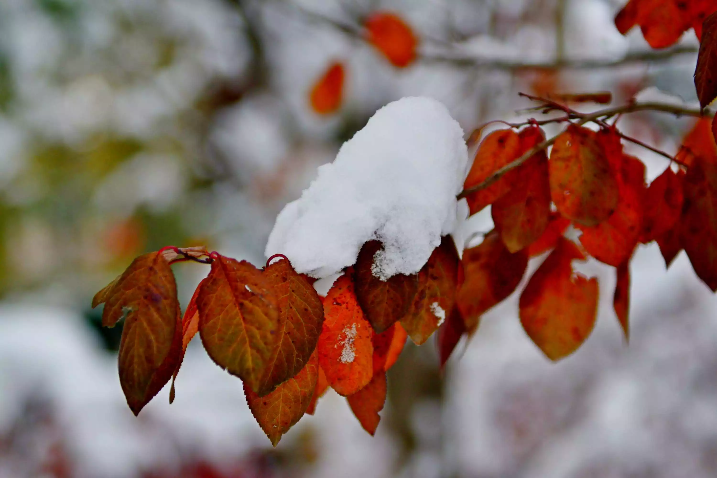 瑞雪兆豐年什麼屬相最好：什麼生肖能能稱為瑞雪兆豐年