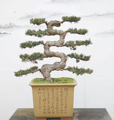 3、中國十大盆景排名:的盆栽樹有哪些？