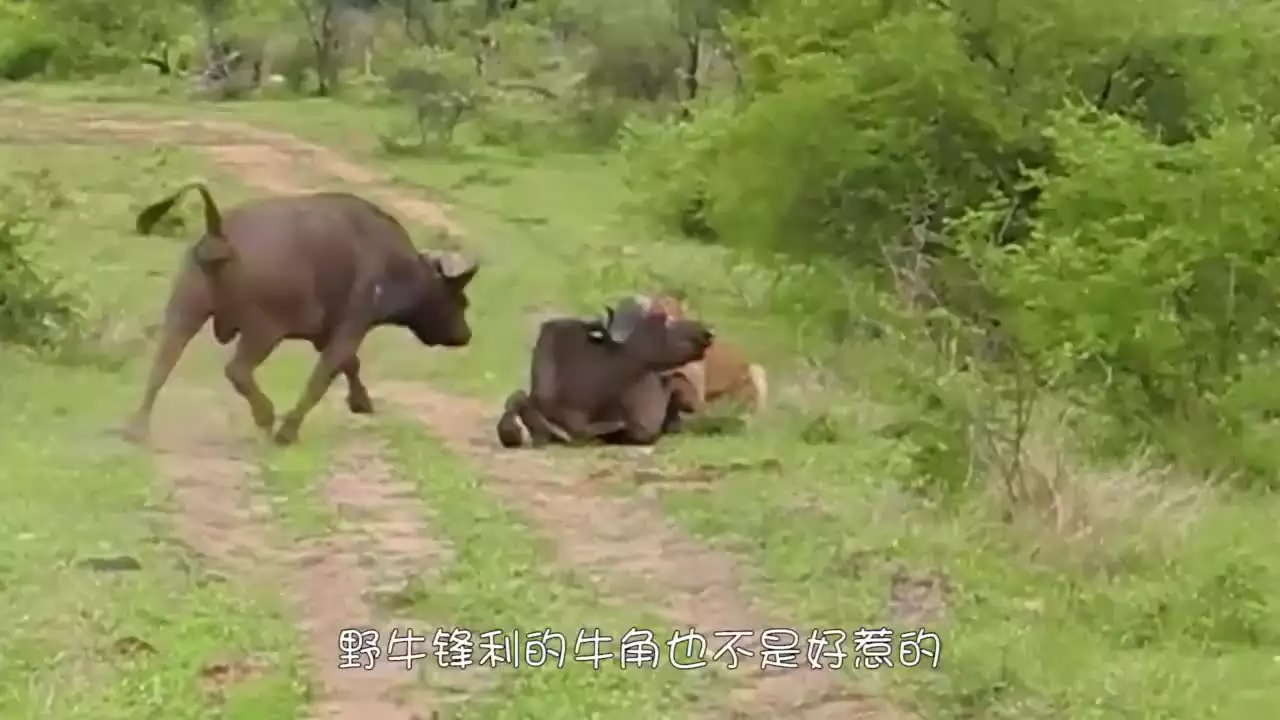 3、牛寶寶和虎寶寶哪個好:牛寶寶和虎寶寶哪個好一些