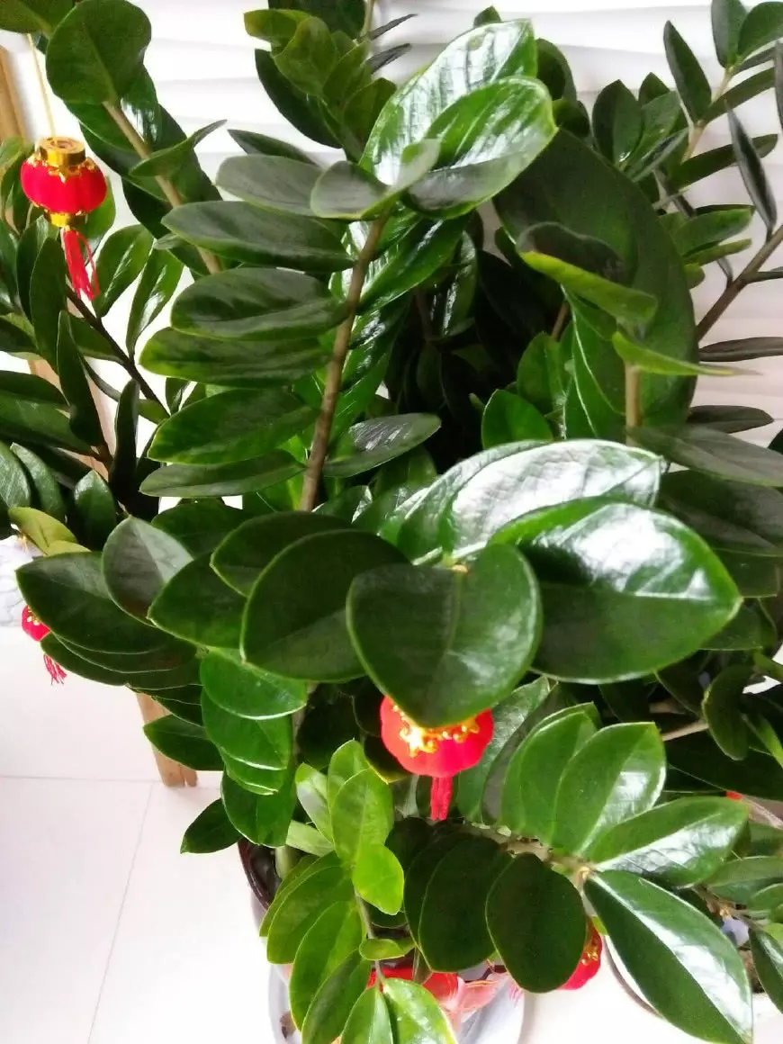4、八種植物能旺財旺宅:家裡養什麼植物旺財