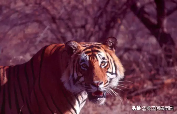 姐弟老虎和猴屬相合不合：屬猴的跟屬虎的做姐弟好嗎?