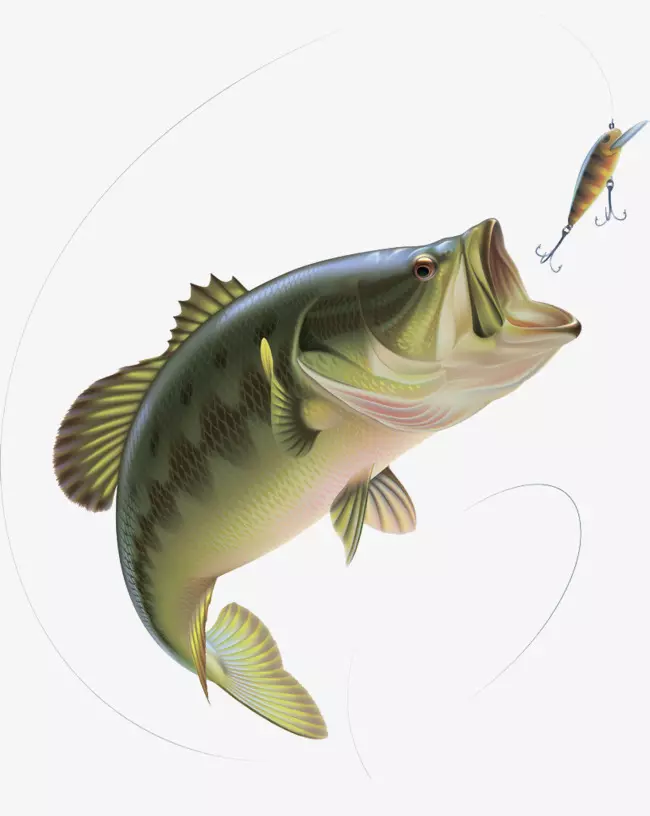 已婚女人夢見兩條大魚：夢見一股水涌動還有兩條大魚出現