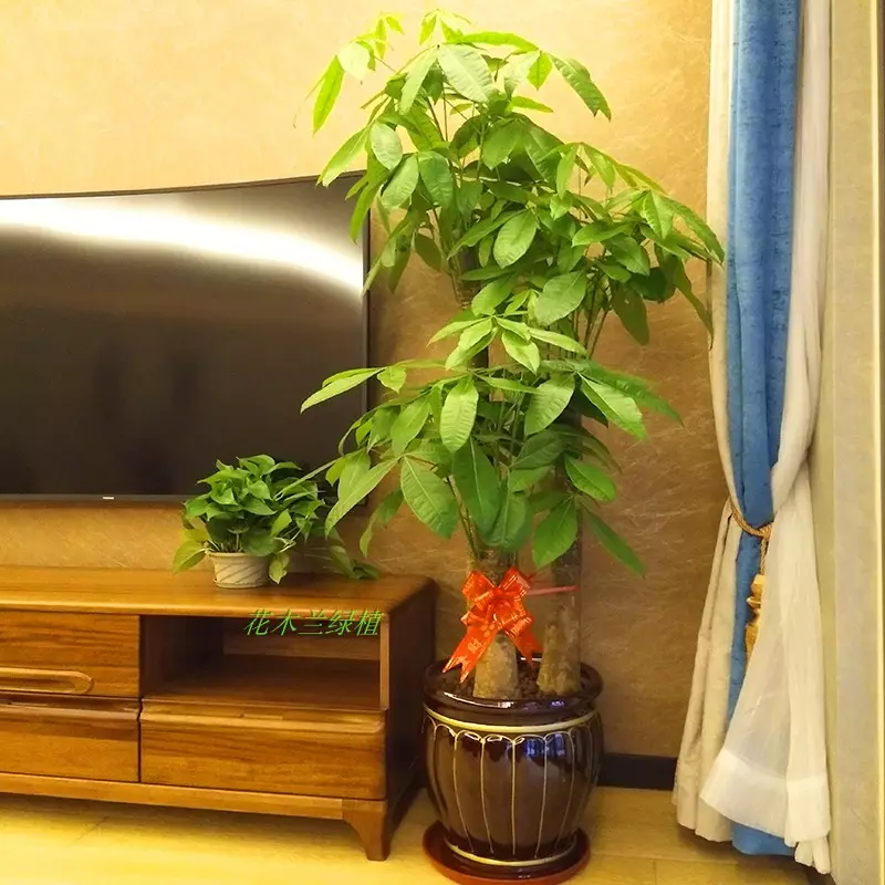 3、各種發財樹圖片大:求發財樹圖片