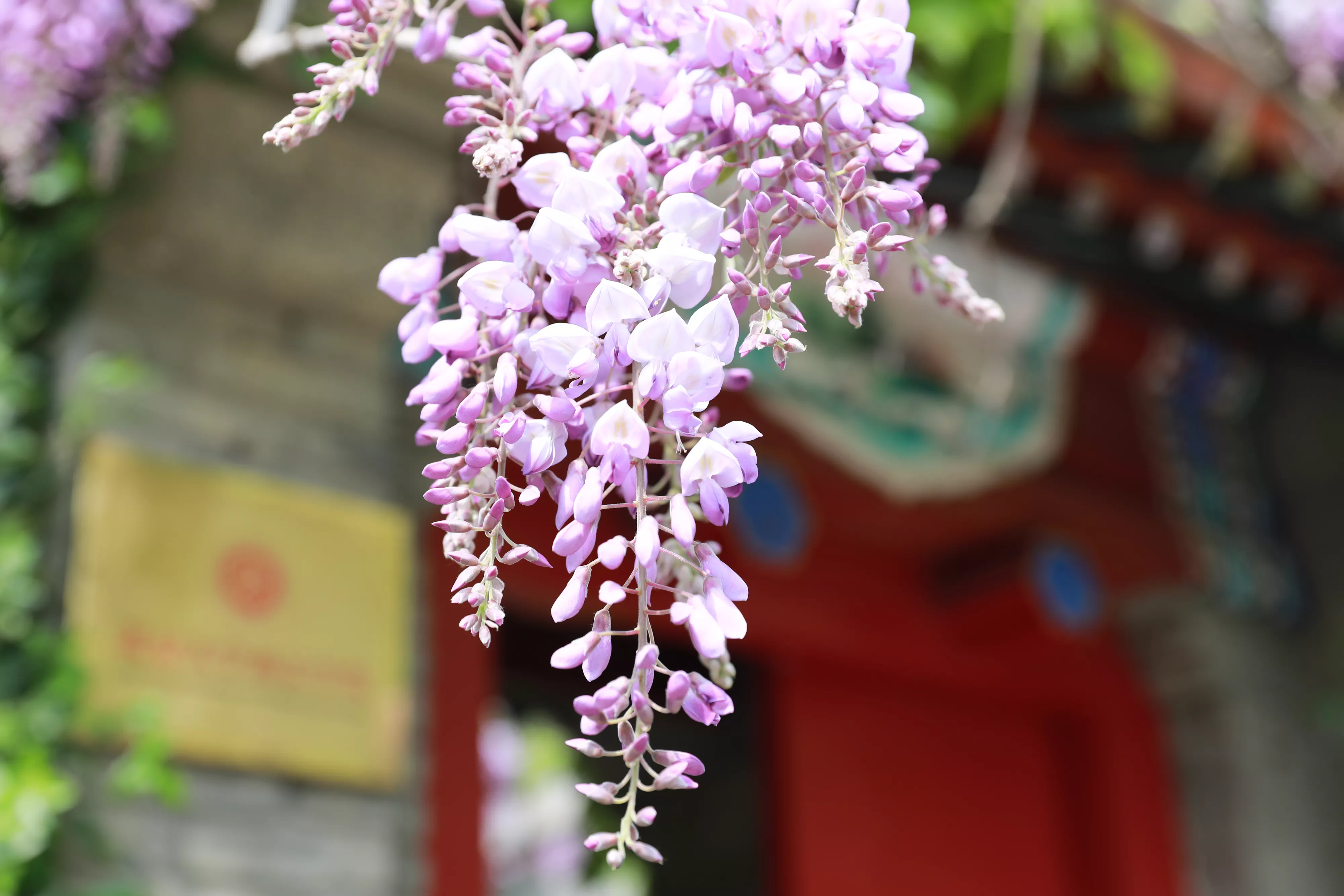 年2月2日是什麼屬相：年屬什麼生肖？