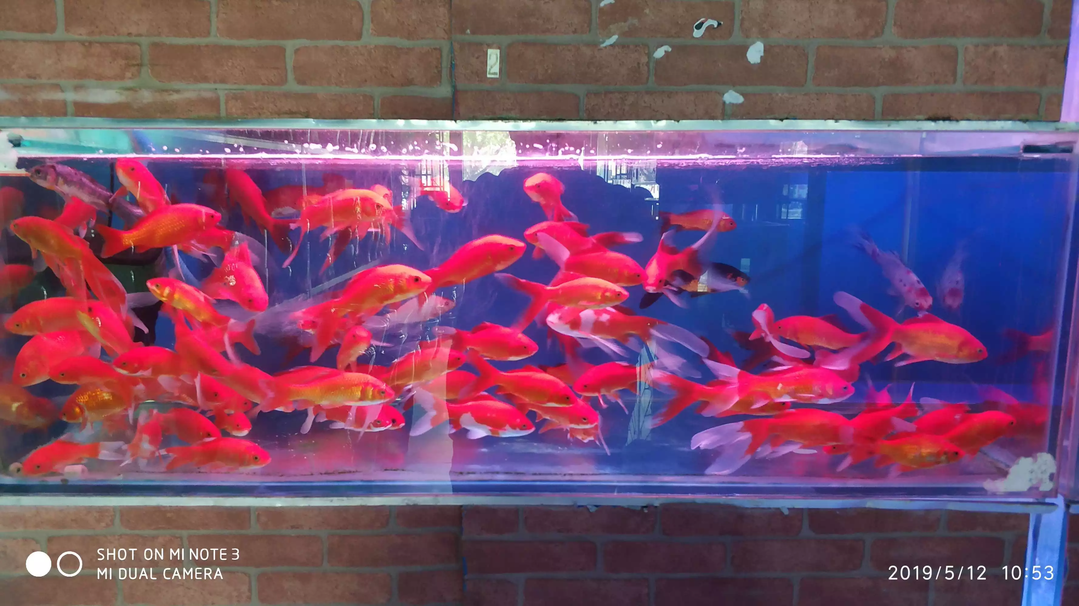 3、招財貓魚怎麼養需要氧氣嗎:招財貓魚飼養要怎麼做