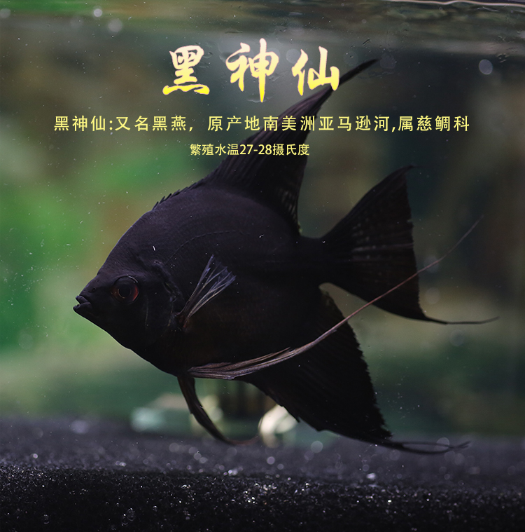 已婚女人夢見黑色的魚：夢見一條黑色的魚