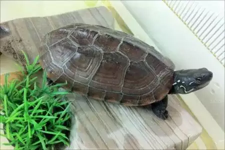 養龜的禁忌：烏龜冬眠需要注意什麼？