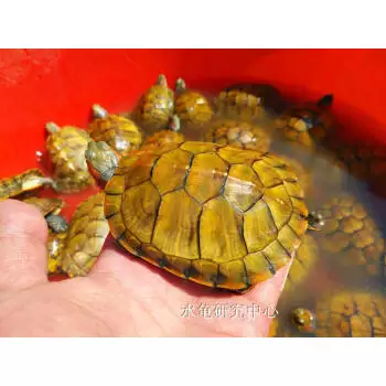 3cm龜苗一天吃幾顆龜糧：龜苗一天得喂多少龜糧？