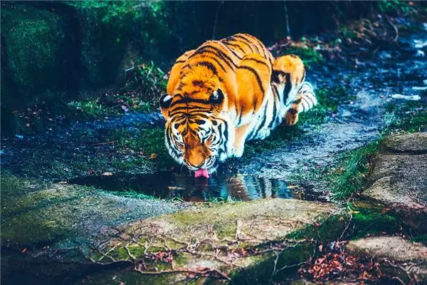 3、屬虎都哪年生人:屬虎的是哪年出生的？