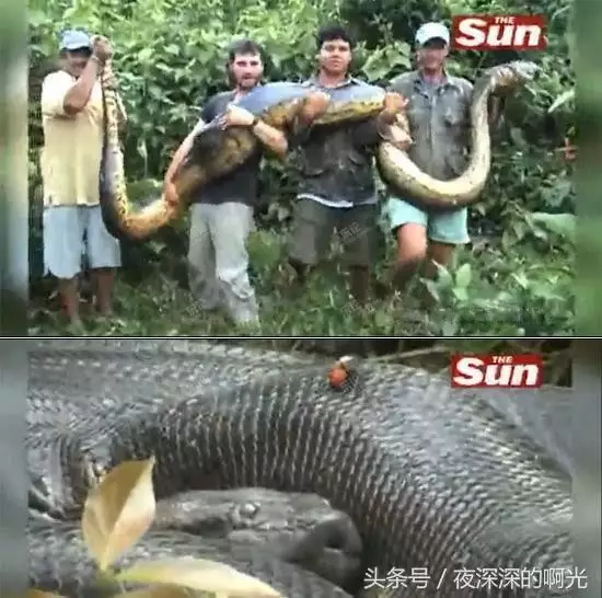 3、77年蛇男與86虎女婚配好不好:年的男蛇跟年的女虎能在一起嗎