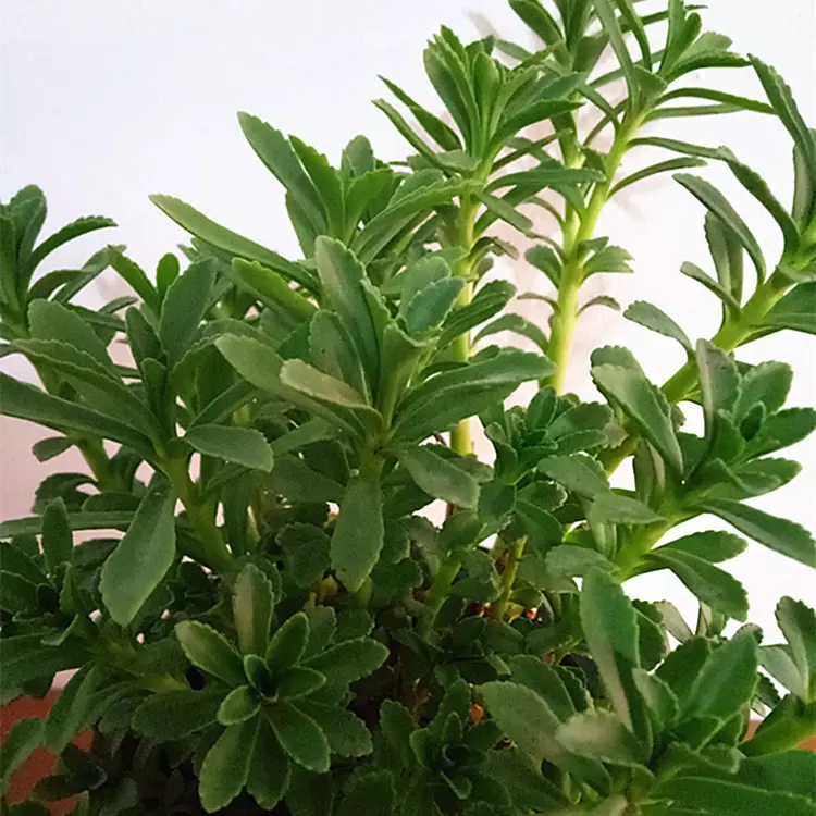 三七兩旁什麼屬相最好：三七雙方有好碼是什麼生肖