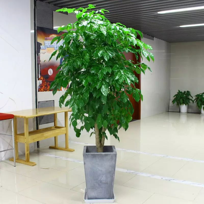 1、招財樹圖片盆景:怎麼養招財樹，