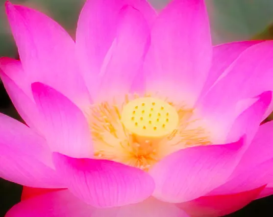 7、初露鋒芒指什麼生肖:初露鋒芒是指什麼生肖，，