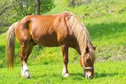 4、屬馬歲有劫數:生肖馬，生肖羊一生中的劫數在多少歲