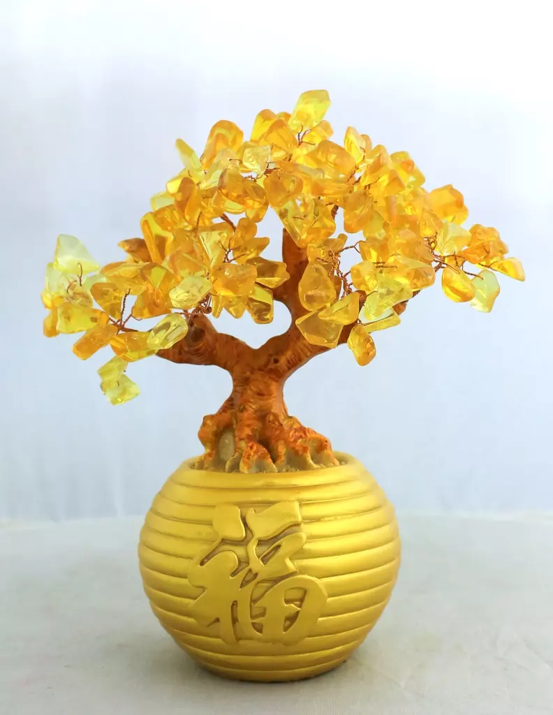 6、這個圖片里的樹叫什麼名字，賣花的說是招財樹，怎麼我在網上找招財樹卻找不到他的圖片和相關資料？