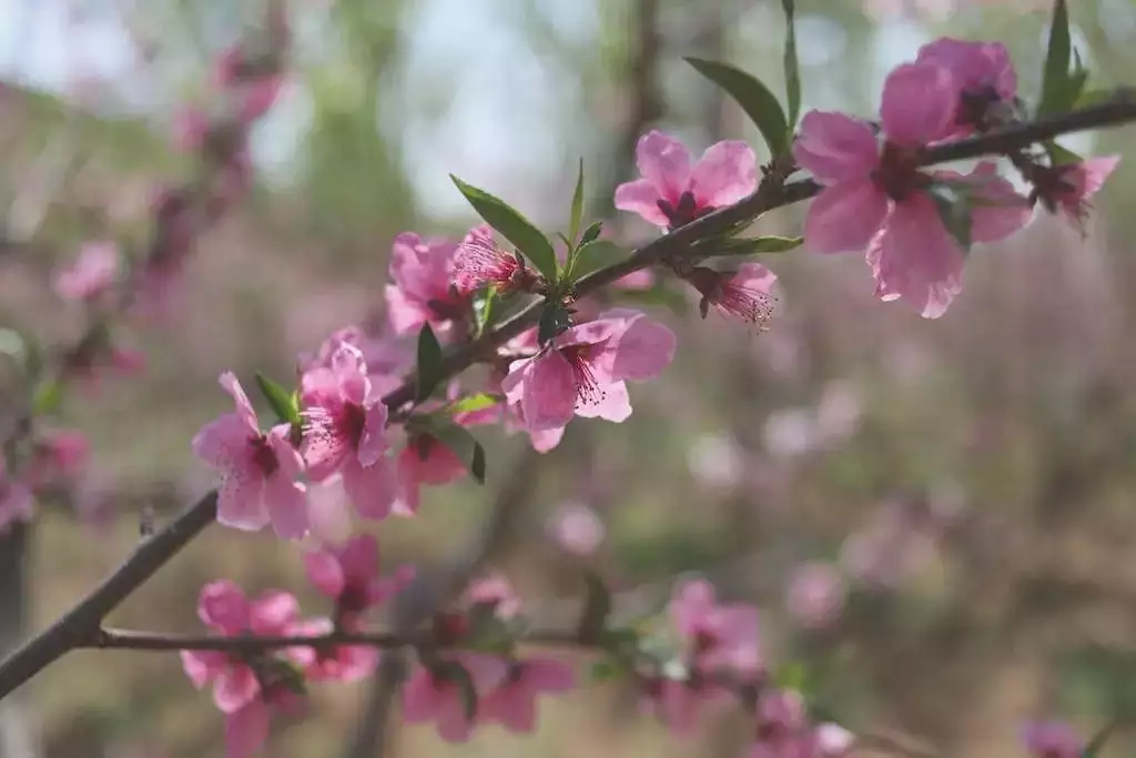 狗年下半年桃花運最好的屬相：2021年桃花運最旺生肖排名