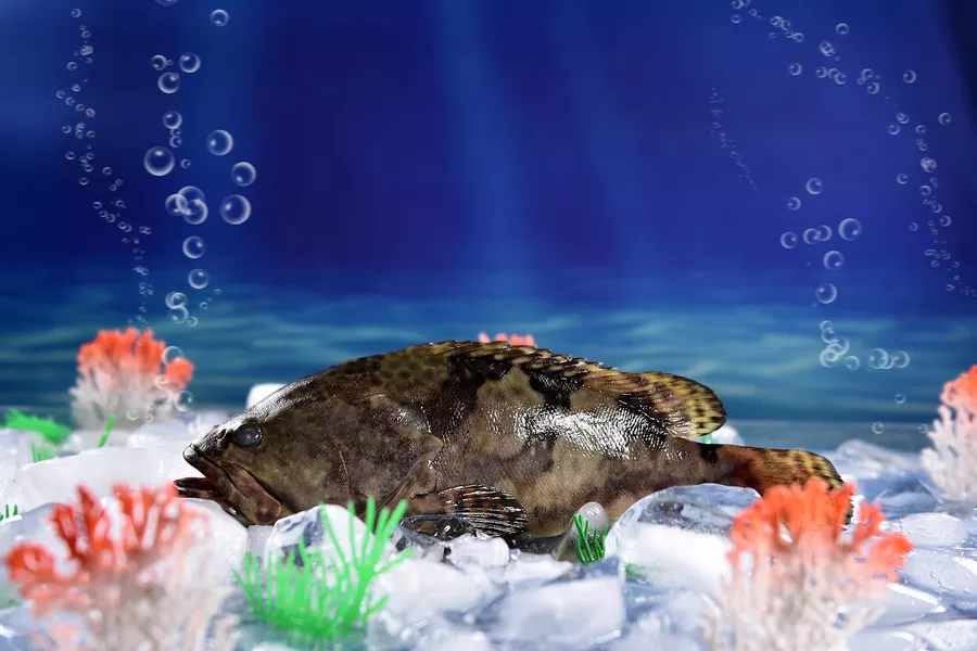 夢見一半死魚一半活魚：夢到很多魚死了只有一條活魚是什麼寓意