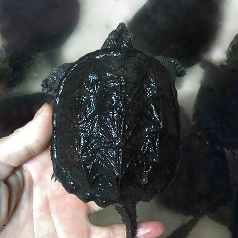 去哪個商家入的鱷龜好：鱷和大鱷那個好？那個貴？