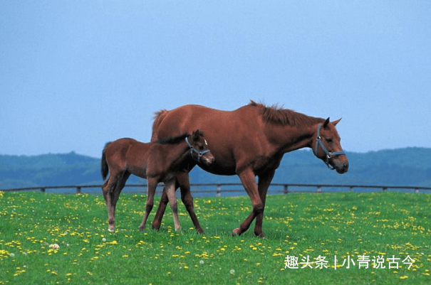 6、年屬馬4月11日起:年陰曆4月11是什麼星座啊