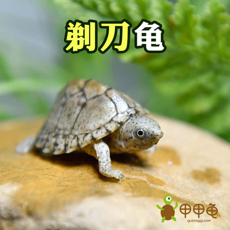 房頂放烏龜是什麼意思：死烏龜放卧室房頂有什麼意義？