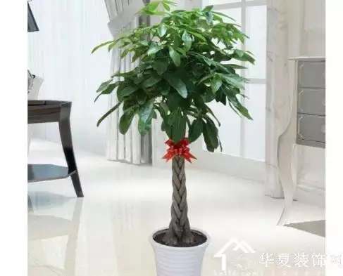 5、客廳放什麼花最旺財:客廳放什麼花？