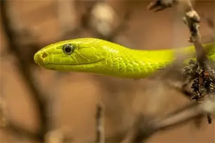 8、蛇媽媽生個虎寶寶好不好:屬蛇的媽媽可以生屬虎的寶寶嗎？