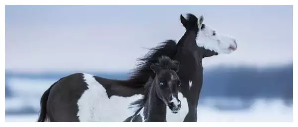 1、屬牛和屬馬的姻緣婚配:年屬牛和屬馬人的婚姻
