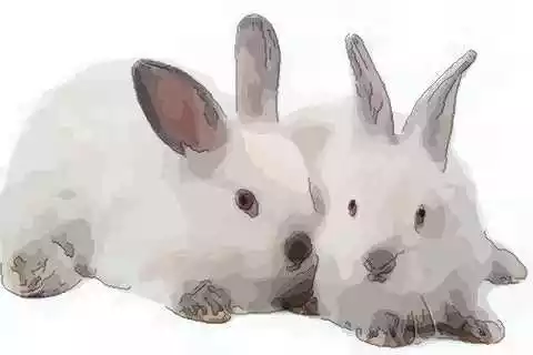 屬兔的和哪個屬相最適合：屬兔的人與屬什麼屬相最好