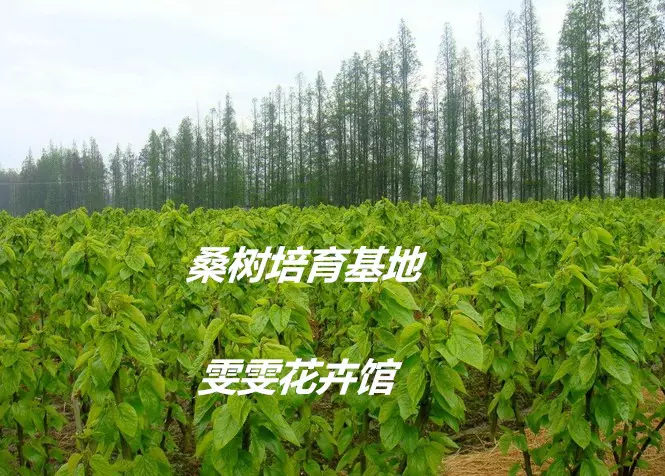 桑樹代表什麼屬相最配：桑樹恭弘=叶 恭弘屬什麼啊？急！！！！！！！！！