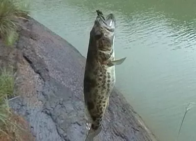 已婚男人夢見自己抓魚：周公解夢說:男人夢見抓魚會大難臨頭,是真的嗎?