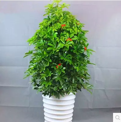5、招財的花卉都有哪些:什麼花招財