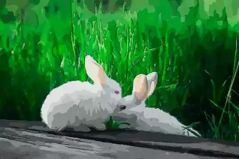 屬兔的屬相和什麼屬相合得來呢：屬兔的和什麼屬相最配