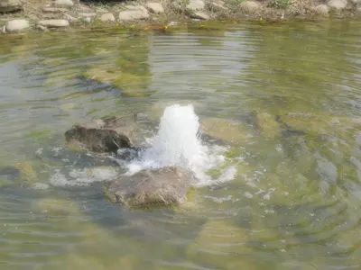 水命都是哪年生人什麼屬相：十二生肖有哪些 十二生肖水命有哪些