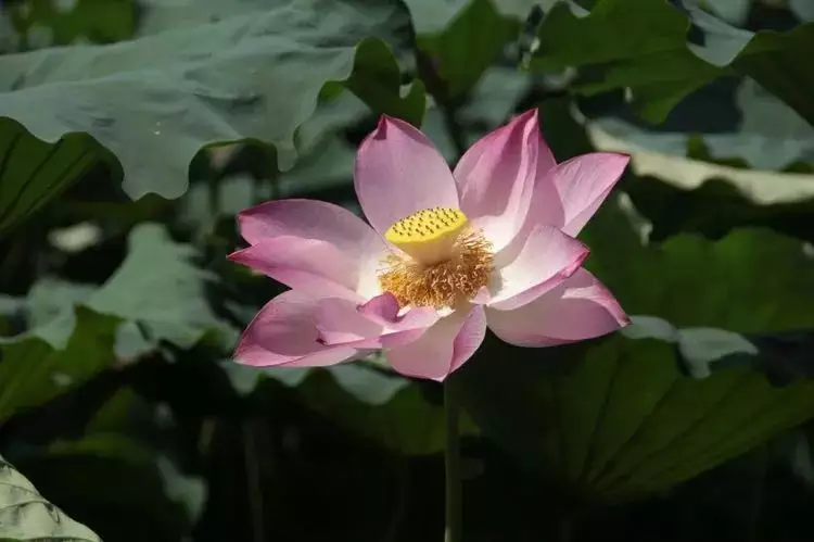 下個月桃花最多的屬相：12生肖中，桃花運最旺的生肖，是哪3個？