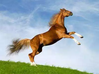 1、屬馬的今年財運:屬馬運勢