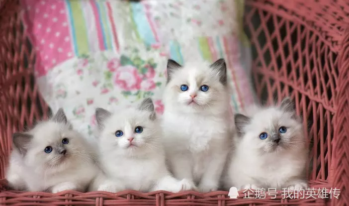 8、貓咪的品種有哪些:小貓有那些品種