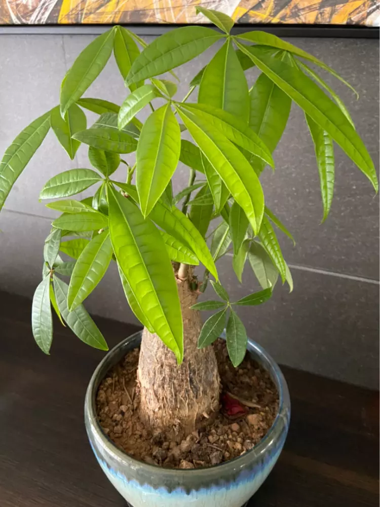 2、招財樹怎麼種長的好:發財樹怎麼養長得快