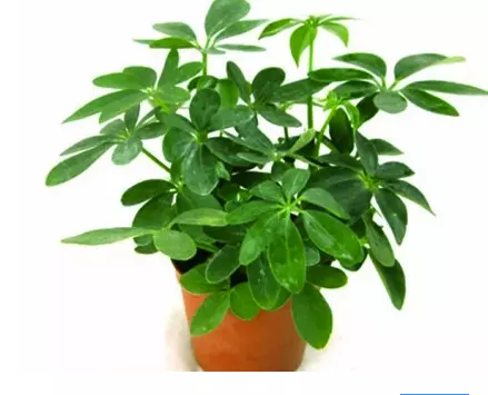 12屬相養什麼綠植旺財：十二種生肖擺什麼植物最旺財