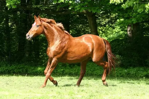 3、78年女馬年每月運勢:78年屬馬年運勢