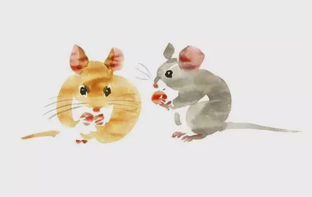 年屬老鼠是什麼命：年的鼠是什麼命？
