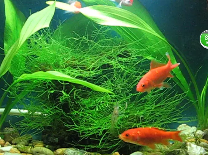 家裡養魚養幾條最合適：家中魚缸養魚養幾條好？養什麼魚？