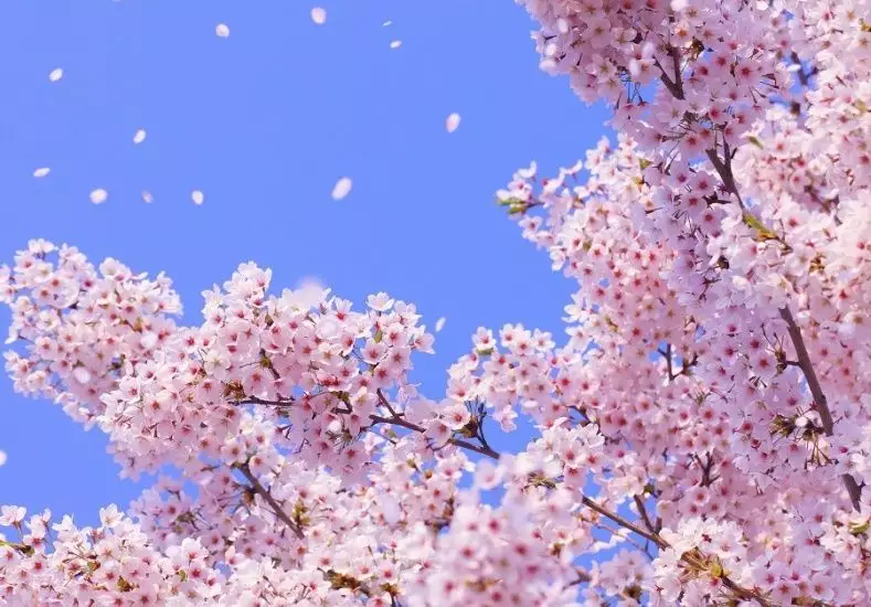 2、正緣桃花怎麼查:八字中如何看正緣桃花