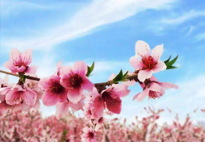 1、八字如何看桃花運:八字看桃花