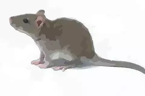 84年男鼠和92猴感情：84年鼠男和92年猴女婚姻能嗎？謝謝各位