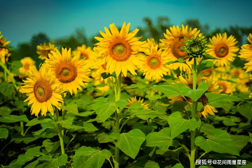 年什麼屬相犯太歲怎麼辦：今年犯太歲的生肖