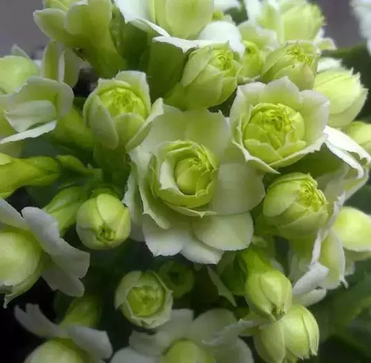 2、花卉圖片大全及花名:室內植物有哪些花名和圖片