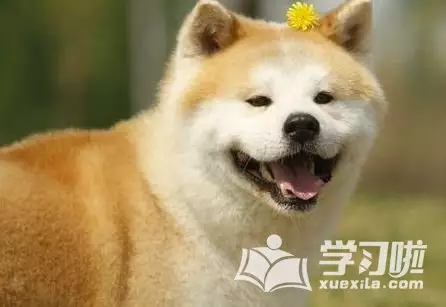 屬狗女屬雞男婚姻狀況：屬雞男和屬狗女的婚姻